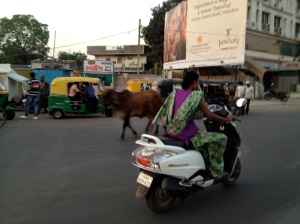 Cow cruising down the street